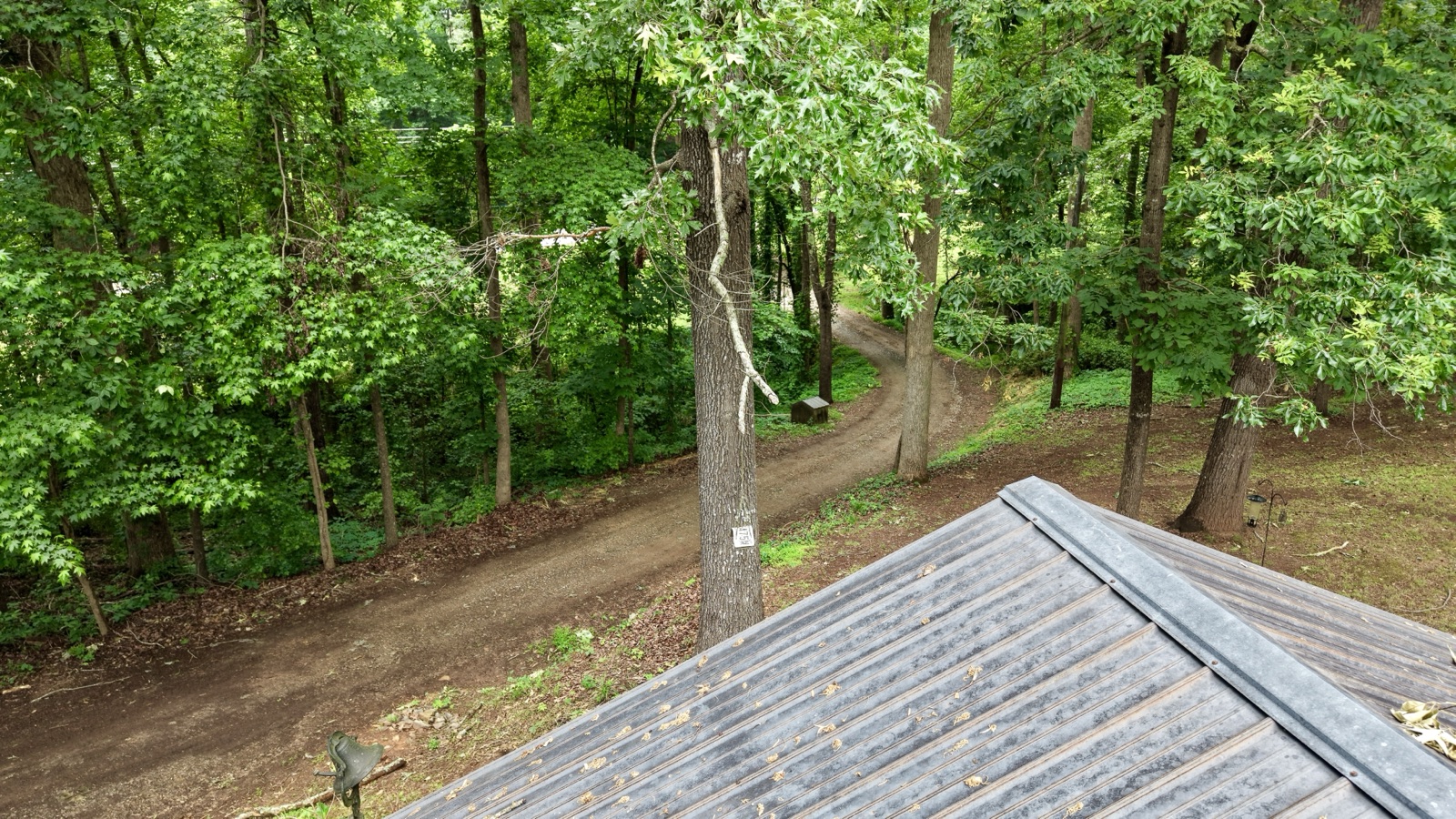 Cabin roof and wooded driveway
